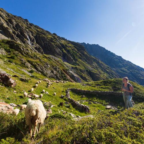 Amélie Griveaux à l'alpage dans les Ecrins