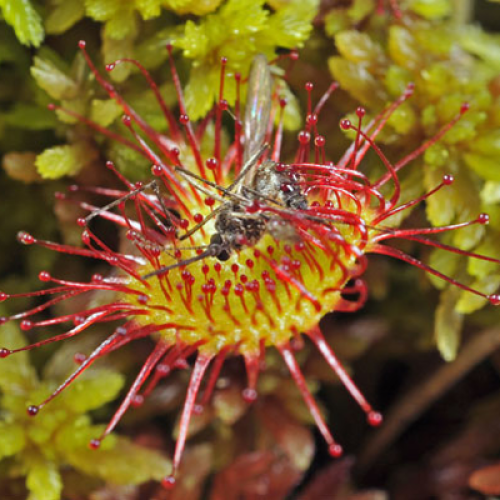 drosera_1.png