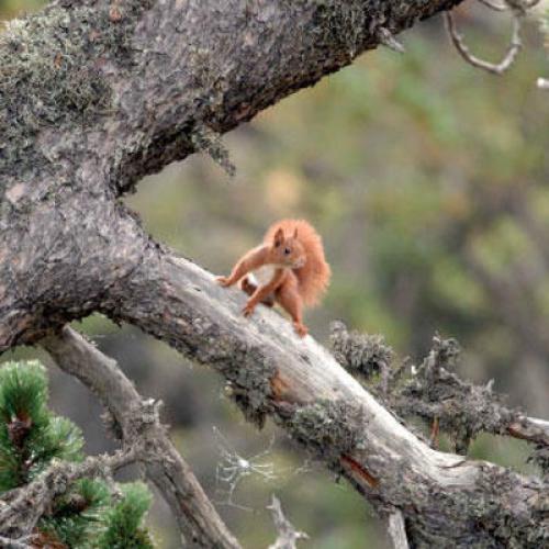 surveillance-de-la-chasse_imagelarge_-_copie.jpg