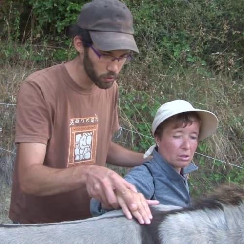 Voyage avec des ânes dans les Cévennes pour des mal-voyants