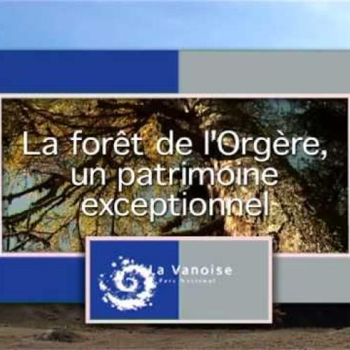 La forêt de l'Orgère en Vanoise