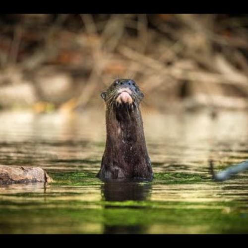 Suivi des loutres et tapirs au Parc amazonien de Guyane