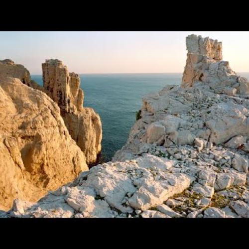 Les puffins cendrés de l'île de Riou