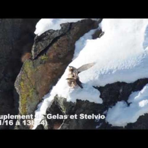 Accouplement du couple de gypaètes barbus des gorges du Doron