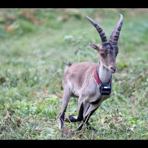 La réintroduction du bouquetin dans les Pyrénées