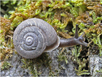 chilostoma_crombrezi_jm_cevasco_pnm.png