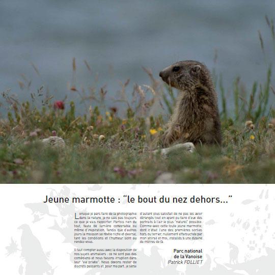 jeune-marmotte-le-bout-du-nez-dehors_imagelarge.jpg