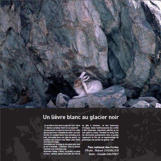 un-lievre-blanc-au-glacier-noir_imagelarge.jpg