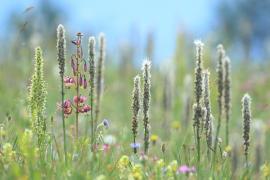 prairie naturelle