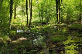 Tufière d’Amorey au Parc national de forêts