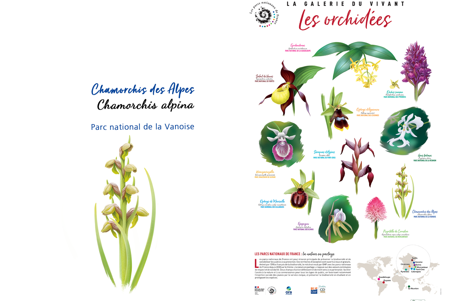 Chamorchis des Alpes