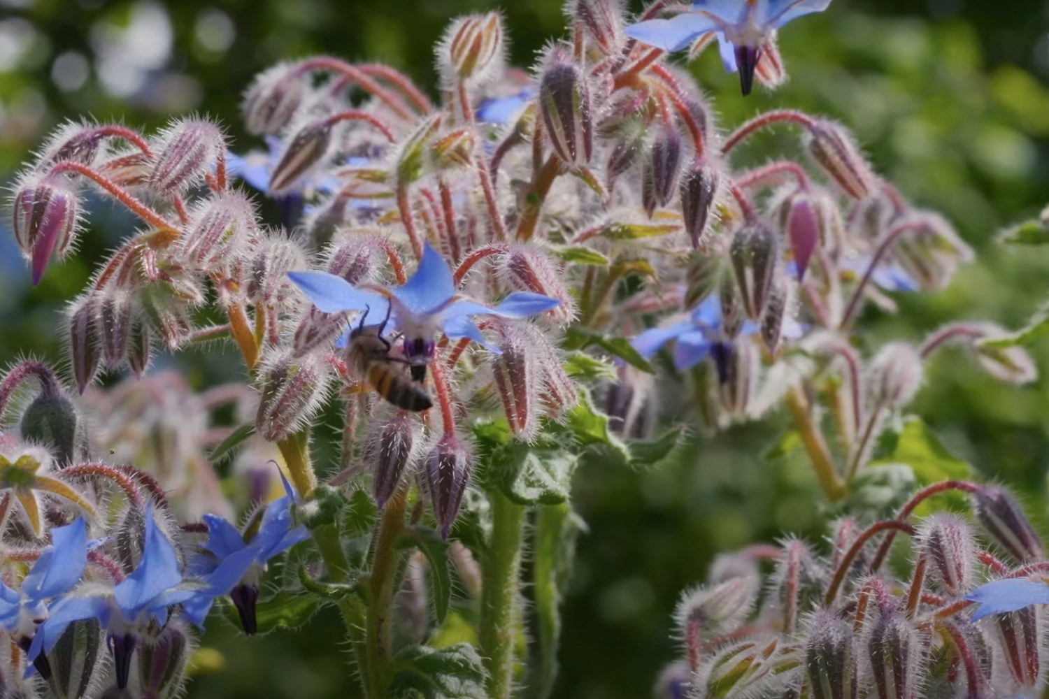 Tour de France de la biodiversité 2024