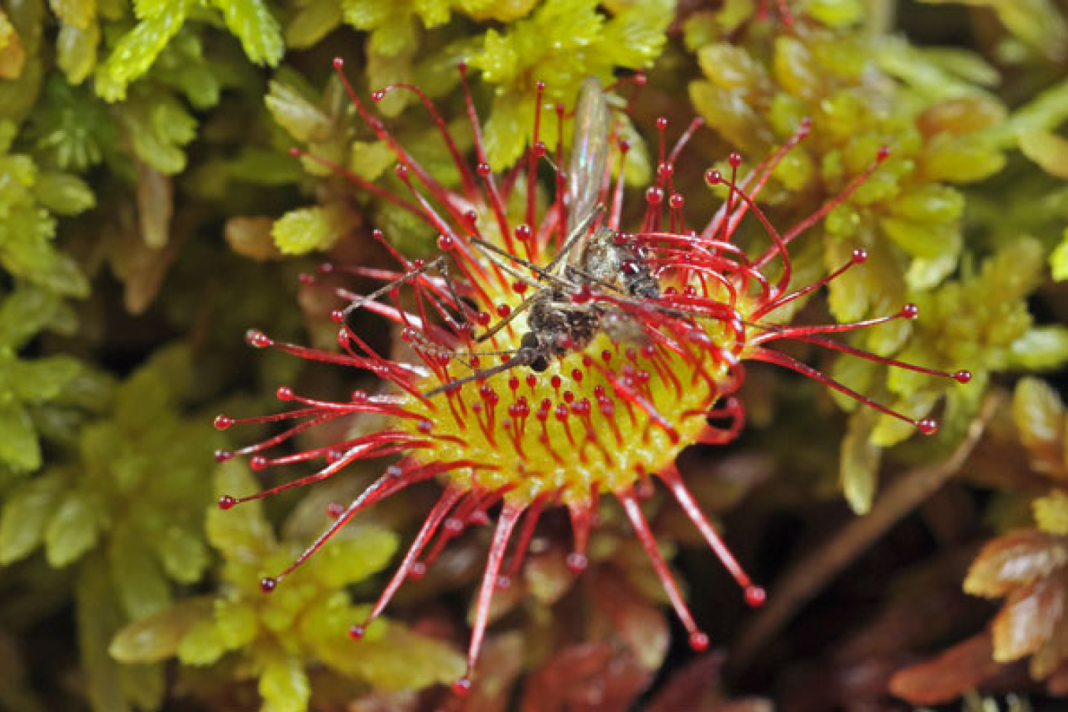 drosera.png